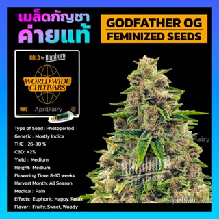 เมล็ดพันธุ์กัญชา Godfather OG Feminised Cannabis Seeds เพศเมีย เมล็ดกัญชานอก เมล็ดค่าย Blimburn แท้100% แบ่งขาย