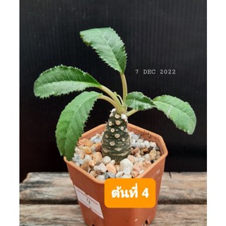 🌵🌴มะพร้าวทะเลทราย 30บาททุกต้น🌴🌴🌴 คัดแบบลำต้นอวบอ้วน บางต้นมีดอกแล้วค่ะ🌴🌴