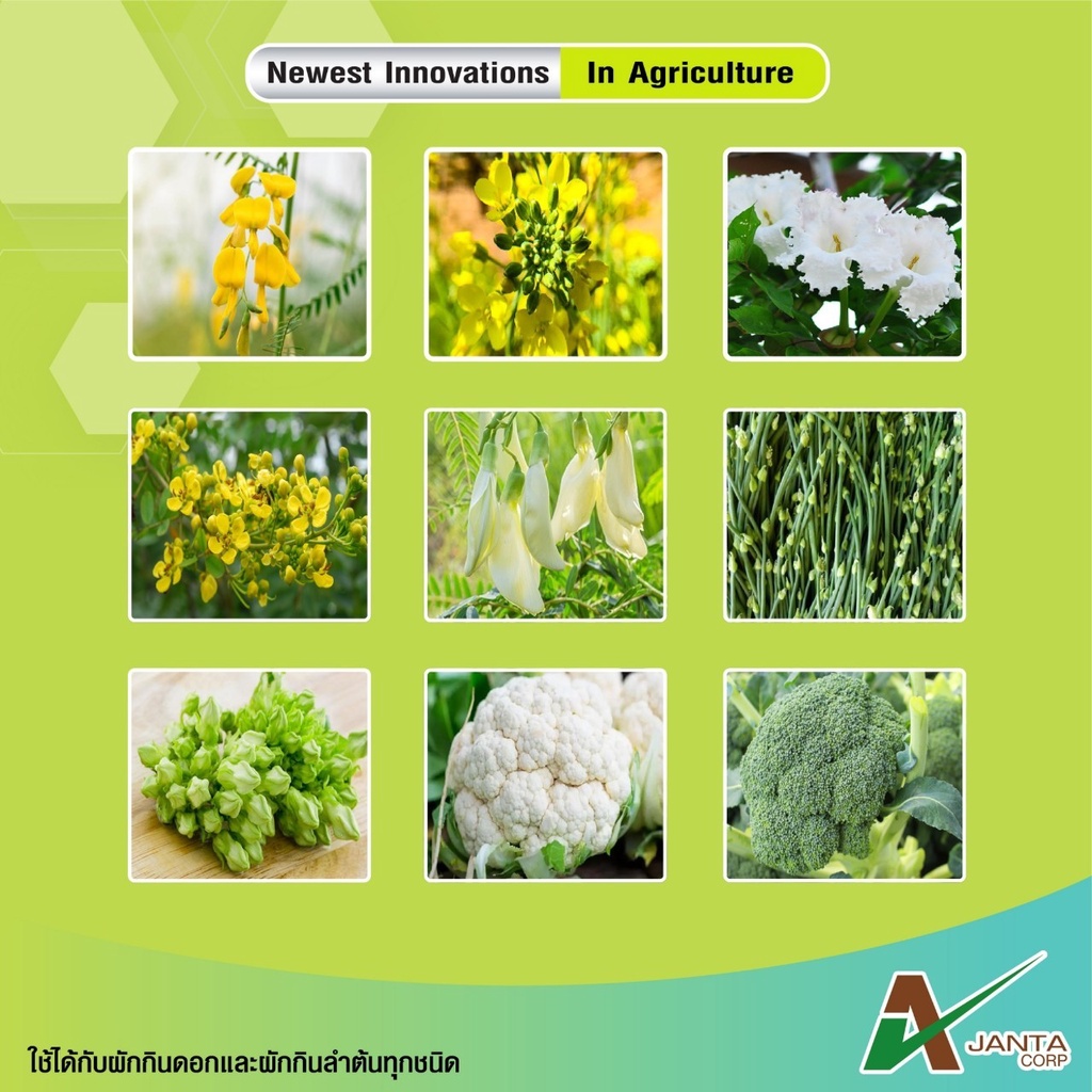 ผักกินดอก ผักกินใบ เอเจนต้า ใช้กับผักกินดอก กินใบ ได้ทุกชนิด เร่งใบหนา ใบใหญ่ เขียวเข้ม   (1 ขวด) - รูปที่ 6