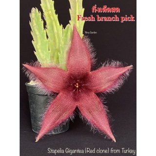 เก๋งจีน Stapelia Gigantea (Red clone) from Turkey *กิ่งเด็ดสด* แคคตัส ไม้อวบน้ำ Cactus and Succulent