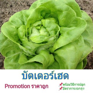 ผลิตภัณฑ์ใหม่ เมล็ดพันธุ์ เมล็ดพันธุ์ผักสลัด บัตเตอร์เฮด 50Seeds A(ขายดีราคาประหยัด) อัตรางอก 90-95% ขึ้น พร้อมว/ผักชี C