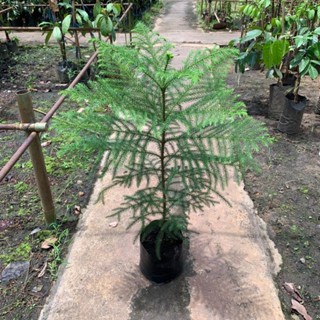 ต้นสนฉัตร (Norfolk island pine)🌲 สูง 50-60ซม. ถุงขนาด 5 นิ้ว ลงดินหรือปลูกขายได้เลย