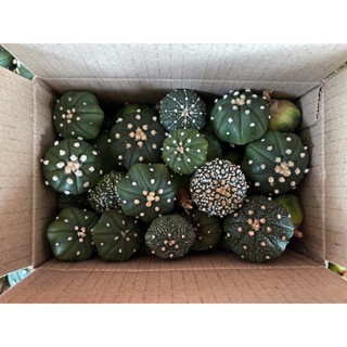 กล่องสุ่มกระบองเพชร Astrophytum เเอสโตรไฟตัม กระบองเพชรสวยๆ สุดคุ้มสำหรับเพื่อนๆ