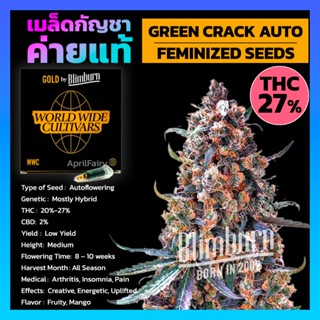 เมล็ดพันธุ์กัญชา GREEN CRACK AUTO Feminised Cannabis Seeds เพศเมีย เมล็ดกัญชานอก เมล็ดค่าย Blimburn แท้100% แบ่งขาย