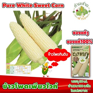 [ซองแท้ 30ml.] เมล็ดพันธุ์ ข้าวโพด เพียวไวท์ Pure White Hokkaido Sweet Corn /ง่าย ปลูก สวนครัว เมล็ด/ง่าย 4OOS