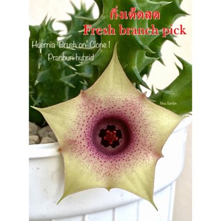 เก๋งจีน Huernia Brush on Clone1 Pranburi Hybrid *กิ่งเด็ดสด* แคคตัส ไม้อวบน้ำ Cactus and Succulent