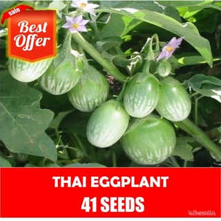 ผลิตภัณฑ์ใหม่ เมล็ดพันธุ์ จุดประเทศไทย ❤Thai Eggplant Seeds - Vegetable Seedsเมล็ดอวบอ้วน 100% รอคอยที่จะให้ความ/ผักชี 3