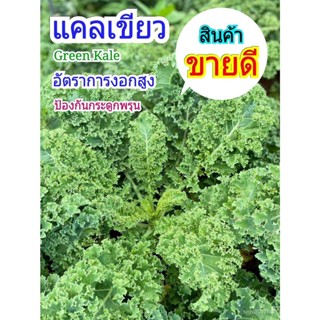 ผลิตภัณฑ์ใหม่ เมล็ดพันธุ์ จุดประเทศไทย ❤เมล็ดพันธุ์เมล็ดผักสวนครัว Kale คะน้าใบหยิก 80-100 เมล็ด เมล็ดอวบอ้วนพื /ผักชี H