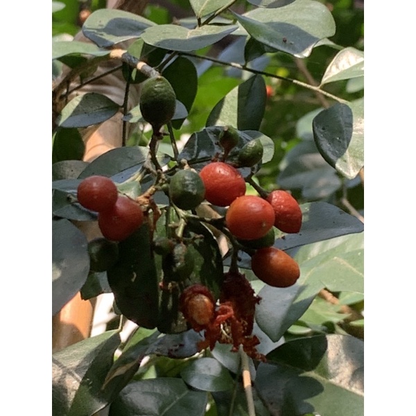 เมล็ดต้นแก้วพวงดวงใจ ต้นแม่ออกดอกเยอะ ปลูกตามธรรมชาติไม่ใช่ปุ๋ยเคมี ต้นแม่แข็งแรง เมล็ดใหม่  20เมล็ด