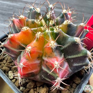 (R22) ต้นยิมโนด่าง คัดพิเศษ ไม้เมล็ด - (gymnocalycium) - แคคตัส/ง่าย ปลูก สวนครัว เมล็ด/ง่าย VTB9