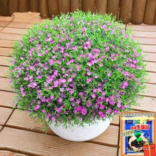 50Pcs Colorful Gypsophila Seeds Flower Garden Bonsai Plant Decor(เมล็ดพันธุ์/ง่าย ปลูก สวนครัว เมล็ด/ผักชี IJ2F