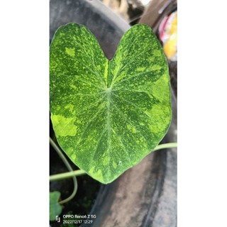 Colocasia midori sour