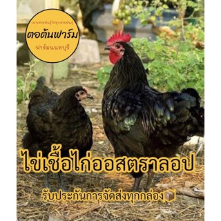 🐣ไข่เชื้อไก่ออสตราลอป🐣คุณภาพ🔥เชื้อแน่น💯รับประกันการจัดส่ง✅