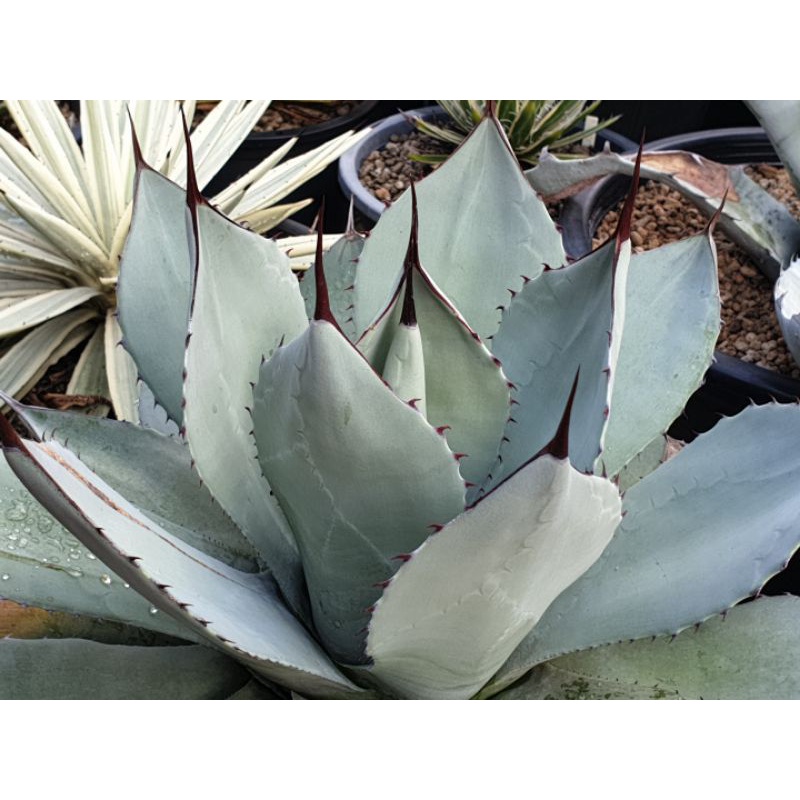 อากาเว่ Agave parryi var. truncata