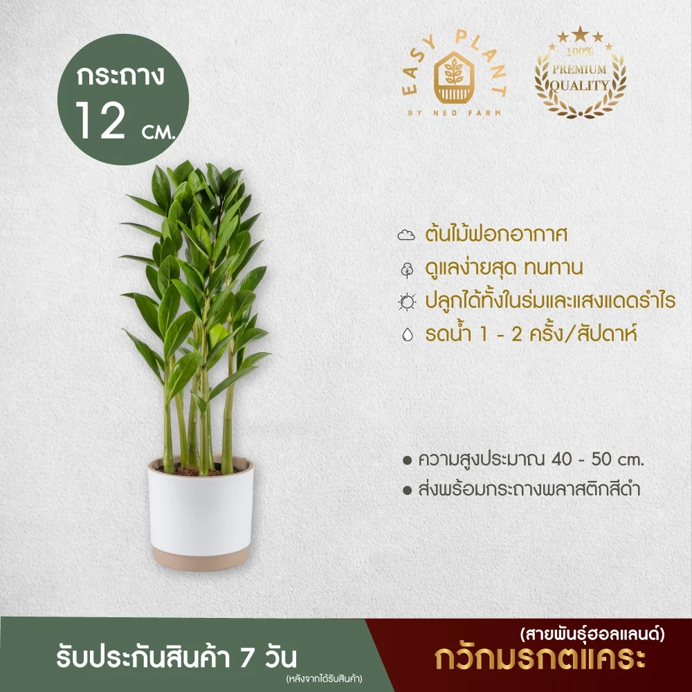 กวักมรกต แคระสายพันธุ์ฮอลแลนด์🪴ที่นี่ที่เดียว🪴ต้นไม้ฟอกอากาศ🪴ไม้มงคล🪴ไม้อึดทน -easyplant