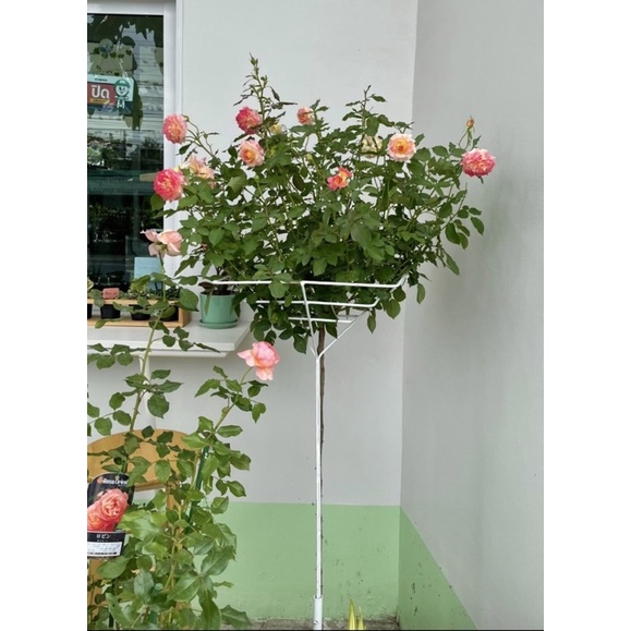 ทรีโรส ซุ้มกุหลาบ เหล็กค้ำกุหลาบ สีขาว (สินค้ามีขนาดใหญ่ กรุณาสั่ง 1 อันต่อ1บิล) ไม้ค้ำ เสาค้ำต้นไม้ โครงกุหลาบ Rose Pop