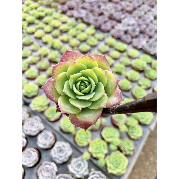 Graptoveria Jadeite รูปที่ 2