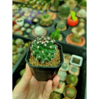 Mammillaria mammillaris แมมหนามพิกุล /กระบองเพชร /แคคตัส🌵🌵🌵🌸🌸