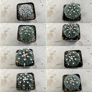 Astrophytum แคคตัส กระบองเพชร กระถางละ 20 บาท A09