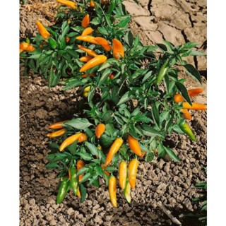 เมล็ดพันธุ์พริกแครอท บัลแกเรีย Bulgarian Carrot Hot Pepper Seed บรรจุ 25 เมล็ด คุณภาพดี ของแท้ ราคาถูก นำเข้าจากต่างประ