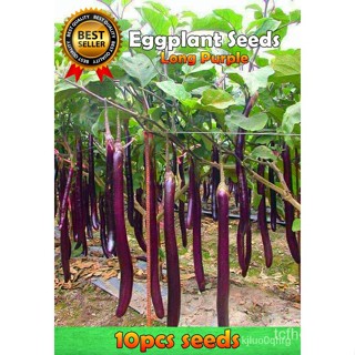 ผลิตภัณฑ์ใหม่ เมล็ดพันธุ์ จุดประเทศไทย ❤VALUE PACK! Eggplant/Talong Seeds (Mahaba) 1pack - 10pcs seedsเมล็ดอวบอ /มะเขือ