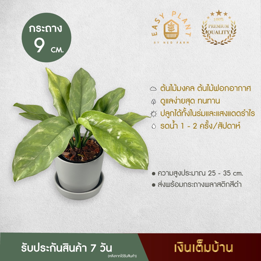 ต้นเงินเต็มบ้าน ต้นไม้ฟอกอากาศต้นไม้มงคลเรียกทรัพย์ - easyplant