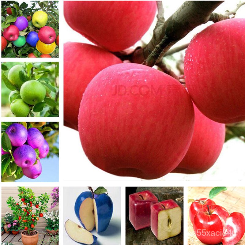 2022Free Shipping 10 Pcs Apple Seeds Fruit Seeds Indoor Bonsai Plant