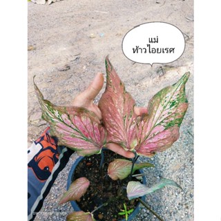 ท้าวเวสสุวรรณ​&amp;ท้าวไอยเรศ.บอนเก่าโบ​รานบอนสีหา​ยาก​น่า​สะสม​