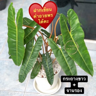 ฟิโลก้านส้มPhilodendronbillietiaกระถางขาว6”+จานรองโรยหินภูเขาไฟสีขาวไม้ฟอกอากาศ