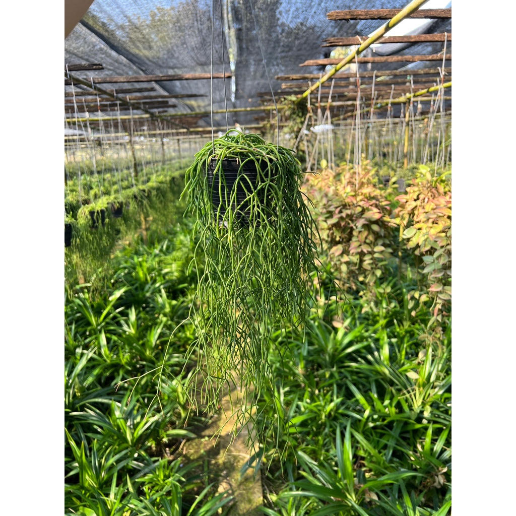 มุมมอง 3