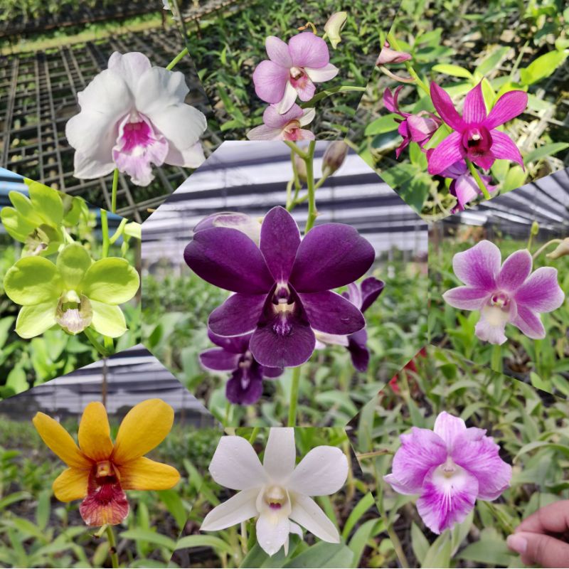 กล้วยไม้หวายกระถางหลากสี​3.5​นิ้ว​ ราคาส่งจากสวน​  หลากสี​ plants​ ชุดที่​2