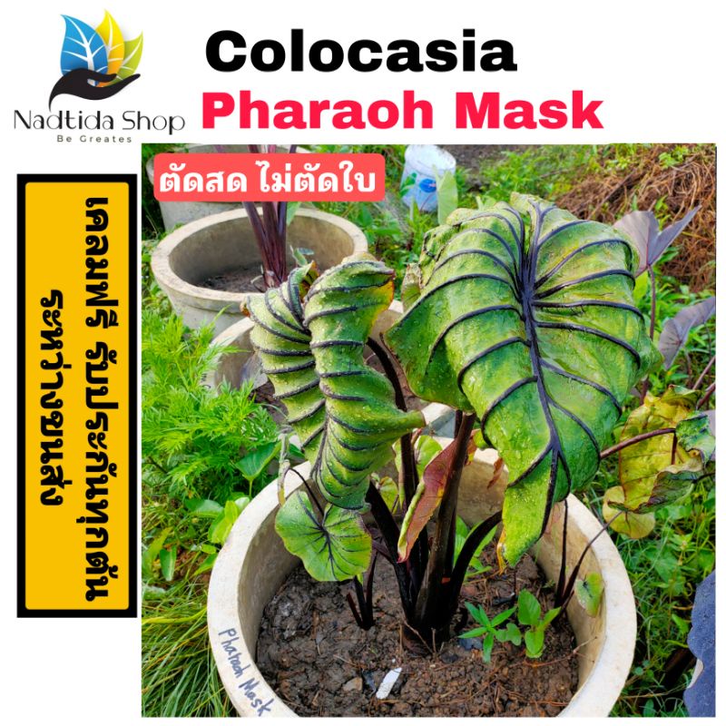 Colocasia Pharaoh Mask ตัดสด ไม่ตัดใบ โคโลคาเซีย หน้ากากฟาโรห์