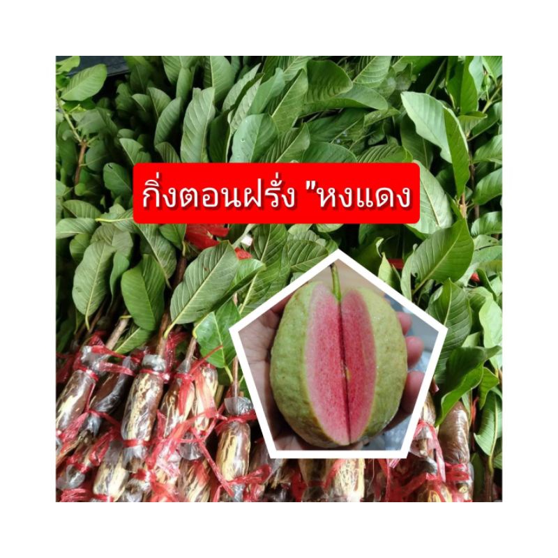 กิ่งตอน" ฝรั่งหงแดง"