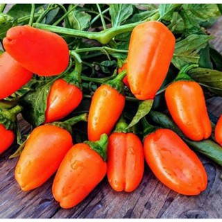 เมล็ดพันธุ์พริก ปาปริก้า ฮามิค สีส้ม (Orange Paprika Hamik Sweet Pepper Seed) บรรจุ 25 เมล็ด ของแท้ คุณภาพดี ราคาถูก