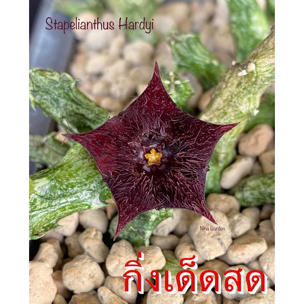 เก๋งจีน Stapelianthus Hardyi *กิ่งเด็ดสด* แคคตัส ไม้อวบน้ำ Cactus and Succulent