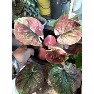 บอนสีฉัตรทินกรcaladium