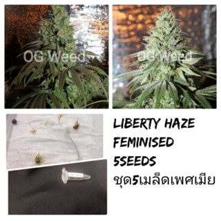 เมล็ดพันธุ์Liberty Haze .เพศเมีย90%STSชุด5เมล็ด