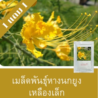 เมล็ดพันธุ์หางนกยูงเหลืองเล็ก1แถม1(100เมล็ด)