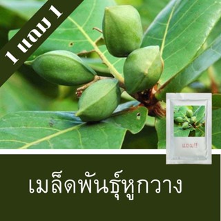 เมล็ดพันธุ์หูกวาง 1แถม1 (50เมล็ด) ถูกที่สุด!!