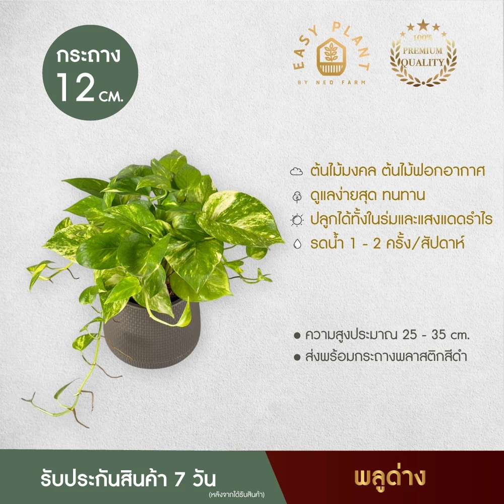 พลูด่าง (XL) Epipremnum aureum ต้นไม้ฟอกอากาศ ต้นไม้น้ำ ไม้เลื้อย ใบสวย เลี้ยงง่าย ต้นไม้ ตกแต่งบ้านและสวน - Easyplant