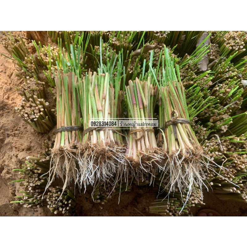 หญ้าแฝกหอม💥300 ต้นแถม 50 ต้น189 บาท