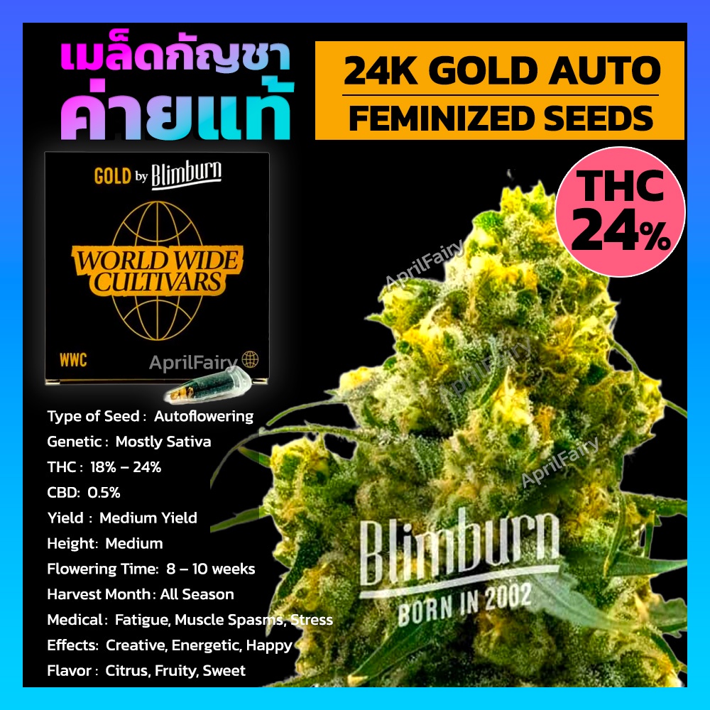 เมล็ดค่าย เมล็ดพันธุ์กัญชา 24K GOLD AUTO THC 24% สูง ออโต้ เพศเมีย เมล็ดกัญชานอก Blimburnseeds รับปร