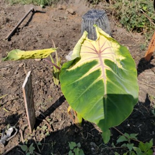 Colocasia Octo Lava ตัดสดไม่ตัดใบ โคโลคาเซีย ออคโต้ ลาวา