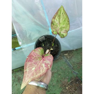 บอนสีดวงอัมพรcaladium