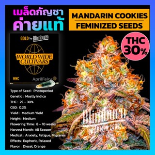 เมล็ดพันธุ์กัญชา MANDARIN COOKIES Feminised โฟโต้ เพศเมีย เมล็ดกัญชานอก เมล็ดค่าย Blimburnseeds รับประกันแท้100% แบ่งขาย