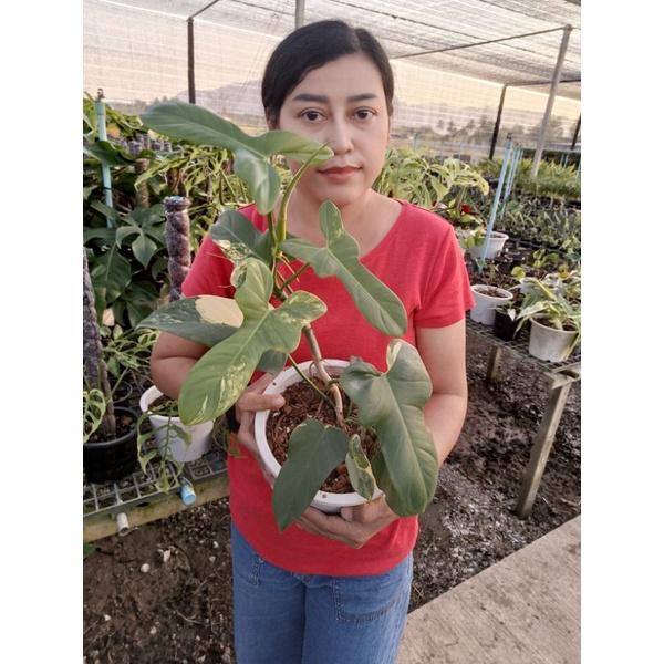 Philodendron bipennifolium “violin