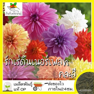 ผลิตภัณฑ์ใหม่ เมล็ดพันธุ์ เมล็ดอวบอ้วน100%เมล็ดพันธุ์ รักเร่ดินเนอร์เพลท คละสี 40 เมล็ด Mixed Dinner Plate เมล็ /งอก 9KS