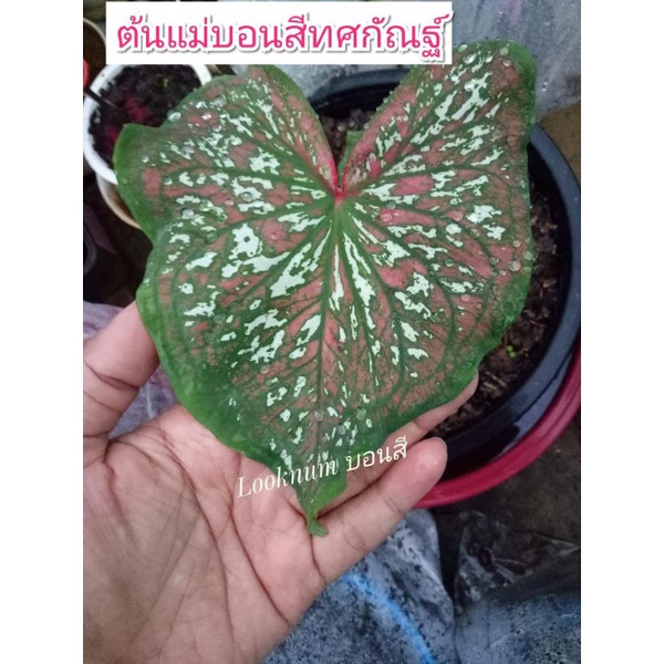 บอนสีทศกัณฐ์(บอนเก่า)