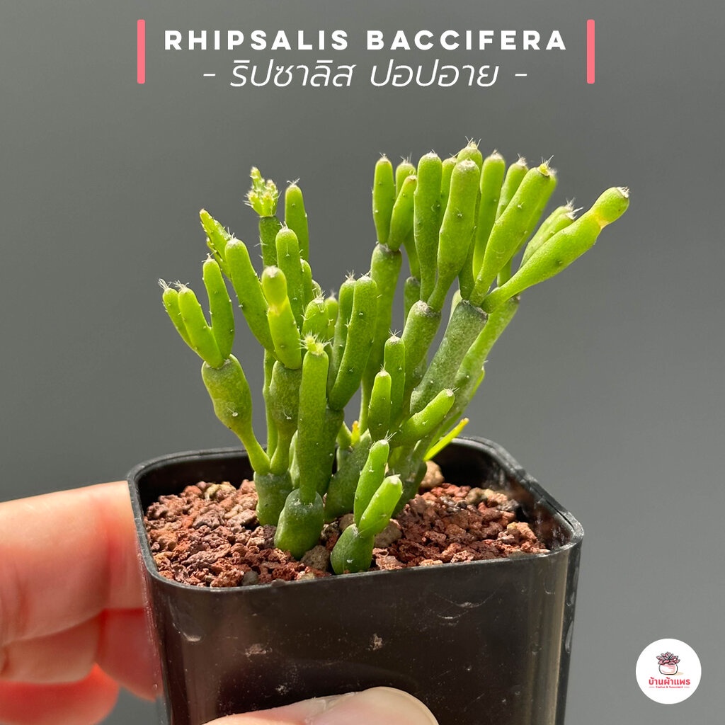 ริปซาลิส ปอปอาย Rhipsalis Baccifera กุหลาบหิน cactus&succulentหลากหลายสายพันธุ์