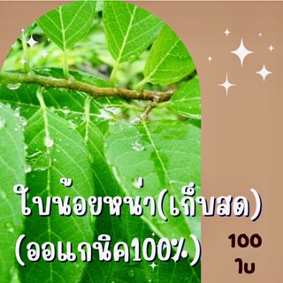 [เก็บสดจากต้น] ใบน้อยหน่า 200 กรัม ปลอดสารพิษ 100% กำจัดเหา ไล่แมลงได้